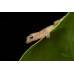 Gecko africano - Hemidactylus Frenatus